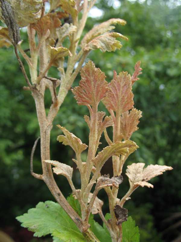 Powdery mildew Outdoors